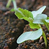 Kada sijati kupus za rasad 2021